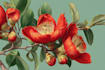 draw flowers, trees or botanical illustration
