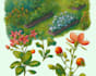 hand paint botanical illustrations