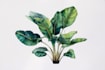 illustrate flowers, leaves, herbs, and botanical elements
