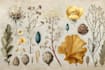draw a botanical illustration