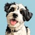 draw pet portrait into cartoon disney