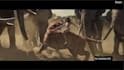 do 3d animal animation, vfx compositing 3character ,3d creature tiger for film