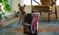create authentic pet ugc videos for your brand