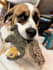 create high converting pet and equine product ugc content