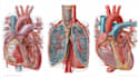 draw detailed medical illustrations