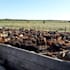 be your expert livestock consultant