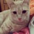 create pet ugc ads