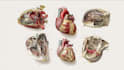 draw detailed medical illustrations