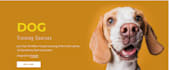 create a pet care google sites website, pet grooming and veterinary website