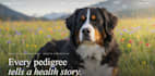 design a dog services, pet grooming, veterinary, and pet care website