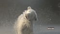 make a realistic 3d animal model, 3d animation, vfx compositing, cgi integration