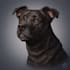 draw unique realistic portrait of your dog