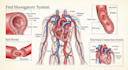 draw detailed medical illustrations