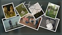 create a cinematic wedding photo slideshow and birthday slideshow video