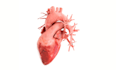 create cinematic 3d anatomy illustrations and heart animation