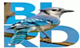 do poster ,logo ,flyer designing
