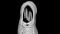 create 3d cad footwear design  shoe product model for manufacturing