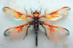 do scientific insect illustration