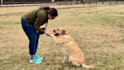 create high converting pet app promo and ugc video ads