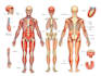 create 2d medical anatomy illustrations and animations