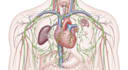 draw professional medical illustrations