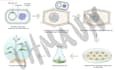 create design accurate scientific figures and diagrams
