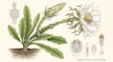 illustrate best botanical illustration