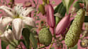 drawn botanical illustration, flower, plant