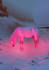 create a stylized animal illustration