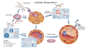 create anatomy, medical, and scientific illustrations