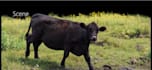 create 3d animal model, animal animation, 3d creature, cgi animation