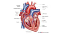 draw detailed medical illustrations