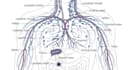 draw your medical or scientific illustration