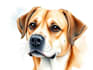 draw pet portrait illustration watercolor style