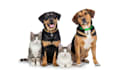 paint your pet portrait, dogs, cats