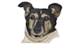 do embroidery digitizing into dst,pes emb in 1 hour