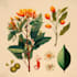 do botanical vector illustrations flowers and nature art
