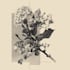 draw a botanical illustration