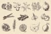 draw botanical illustration art for you