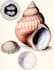 create draw a scientific illustration