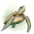 paint animals watercolor or digital illustration