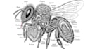 draw a scientific illustration