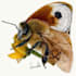 create scientific illustrations and medical figures