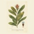 draw a scientific botanical illustration