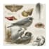 draw a scientific illustration