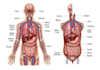draw detailed medical illustrations