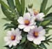 do botanical illustration, botanical family paintings