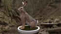 do cgi 3d vfx animal animation, 3d model, fur, animal rigging, 3d integration