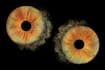 turn your iris photo into unique eye art