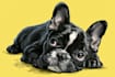 draw an awesome pet cartoon portrait